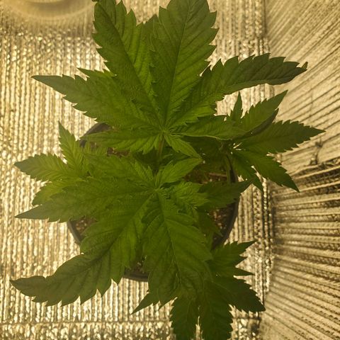 Blue Haze #1 growlog timeline photo