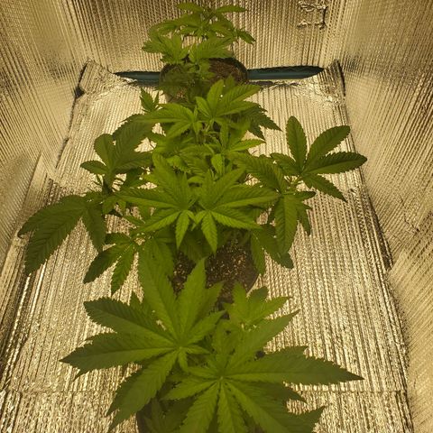 Blue Haze #1 growlog timeline photo