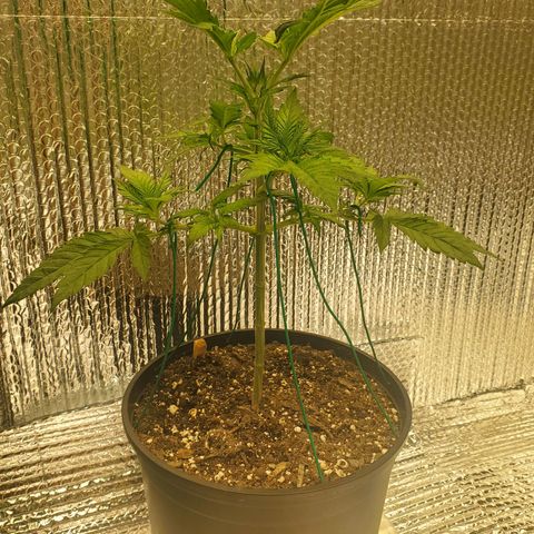 Blue Haze #1 growlog timeline photo
