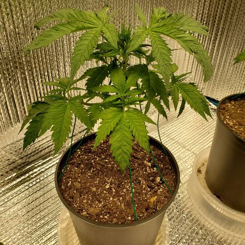 Blue Haze #1 growlog timeline photo