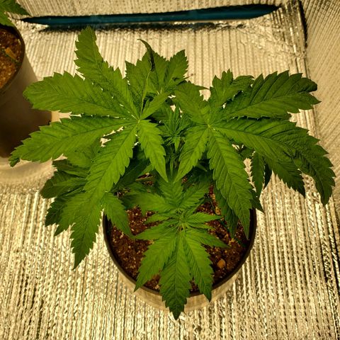 Blue Haze #1 growlog timeline photo