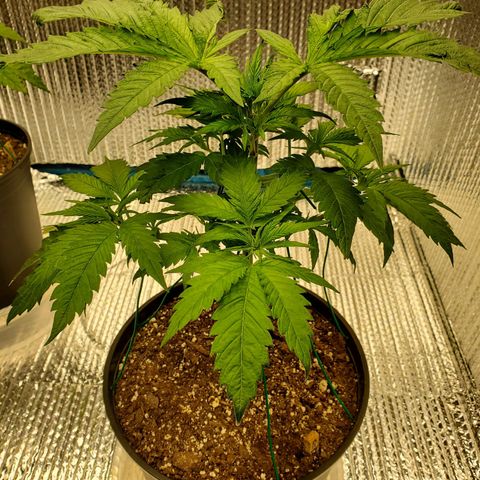 Blue Haze #1 growlog timeline photo