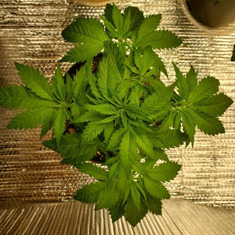 Blue Haze #1 growlog timeline photo