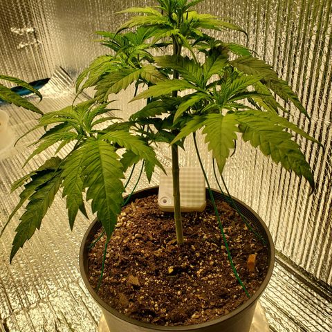 Blue Haze #1 growlog timeline photo