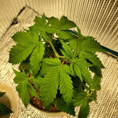 Blue Haze #1 growlog timeline photo