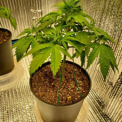 Blue Haze #1 growlog timeline photo