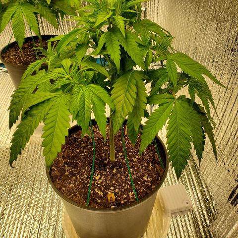Blue Haze #1 growlog timeline photo