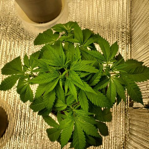 Blue Haze #1 growlog timeline photo