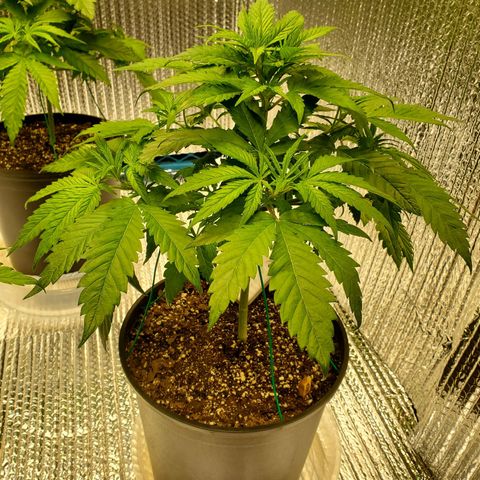 Blue Haze #1 growlog timeline photo