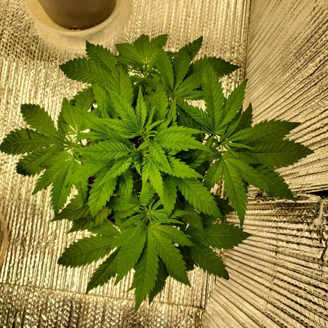 Blue Haze #1 growlog timeline photo