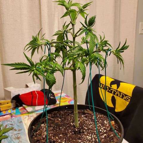 Blue Haze #1 growlog timeline photo