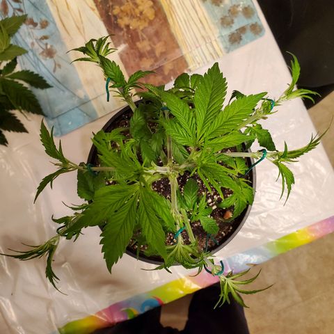 Blue Haze #1 growlog timeline photo