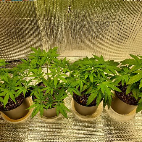 Blue Haze #1 growlog timeline photo