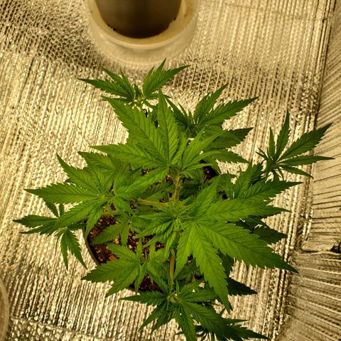 Blue Haze #1 growlog timeline photo