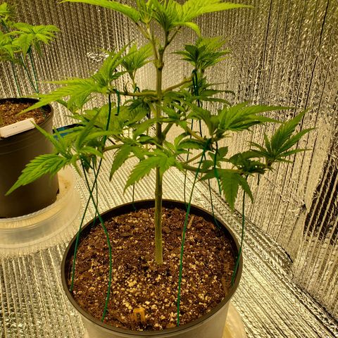 Blue Haze #1 growlog timeline photo
