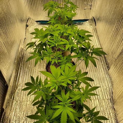 Blue Haze #1 growlog timeline photo