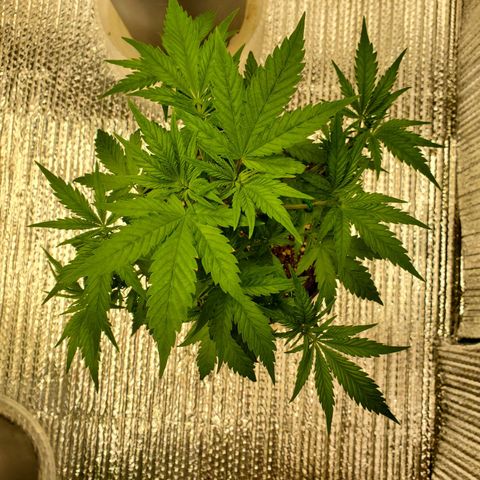 Blue Haze #1 growlog timeline photo