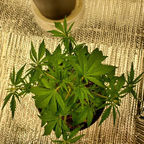 Blue Haze #1 growlog timeline photo