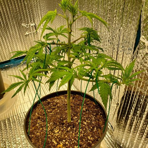 Blue Haze #1 growlog timeline photo