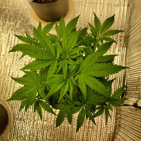 Blue Haze #1 growlog timeline photo
