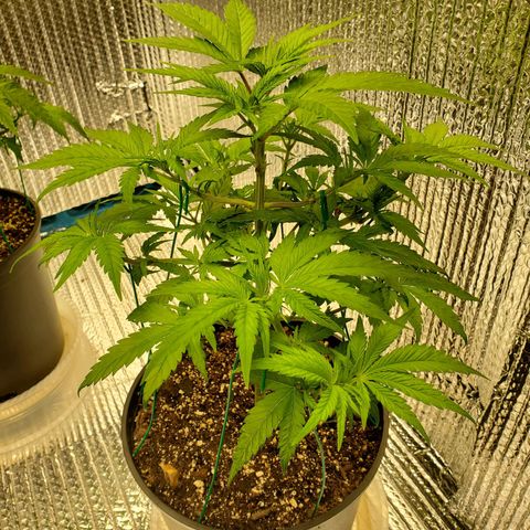 Blue Haze #1 growlog timeline photo