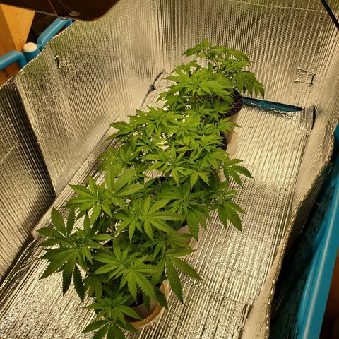 Blue Haze #1 growlog timeline photo
