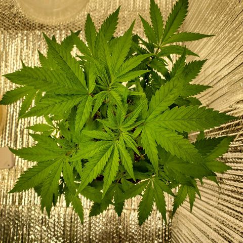 Blue Haze #1 growlog timeline photo