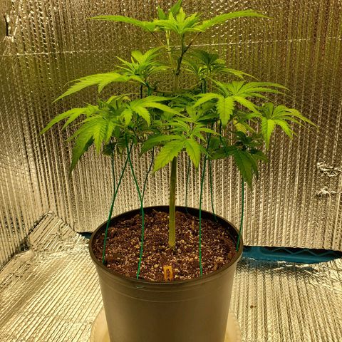 Blue Haze #1 growlog timeline photo