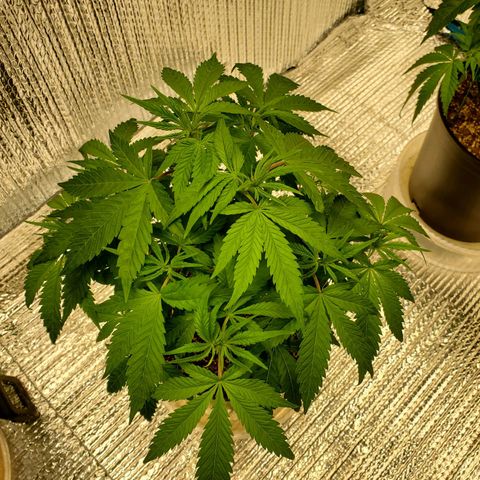 Blue Haze #1 growlog timeline photo