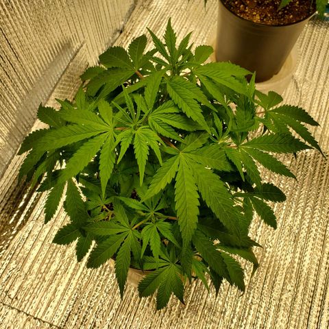 Blue Haze #1 growlog timeline photo