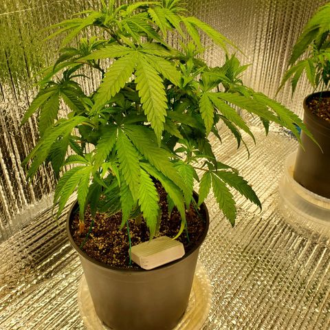 Blue Haze #1 growlog timeline photo