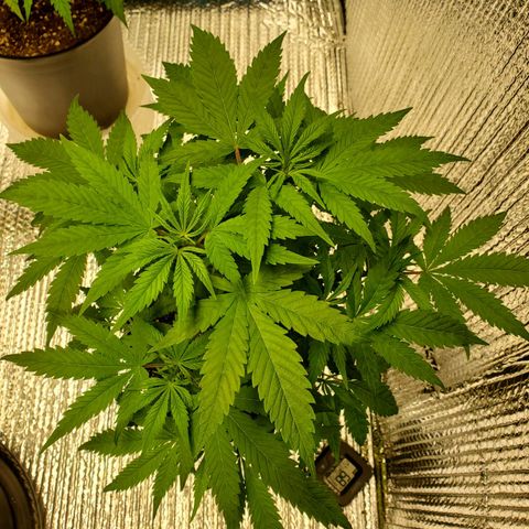 Blue Haze #1 growlog timeline photo