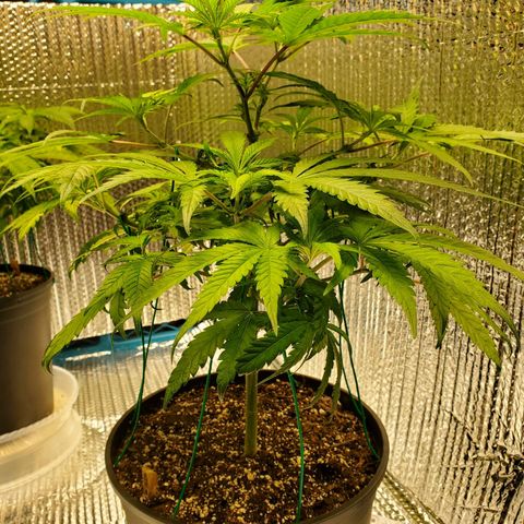 Blue Haze #1 growlog timeline photo