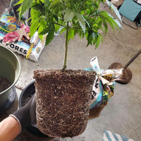 Blue Haze #1 growlog timeline photo
