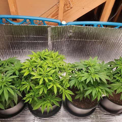 Blue Haze #1 growlog timeline photo