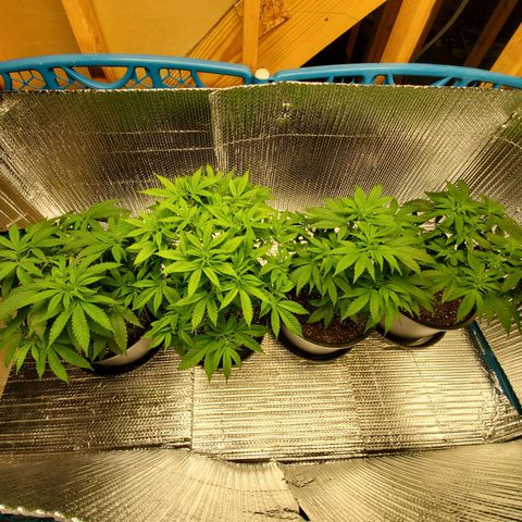 Blue Haze #1 growlog timeline photo