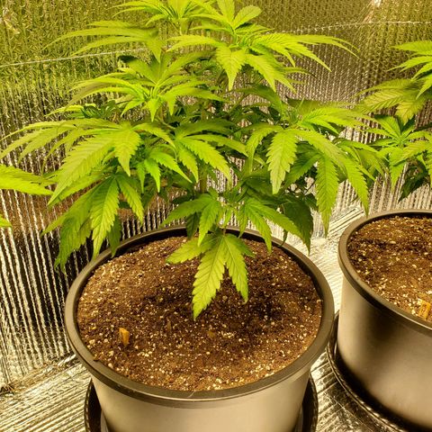 Blue Haze #1 growlog timeline photo