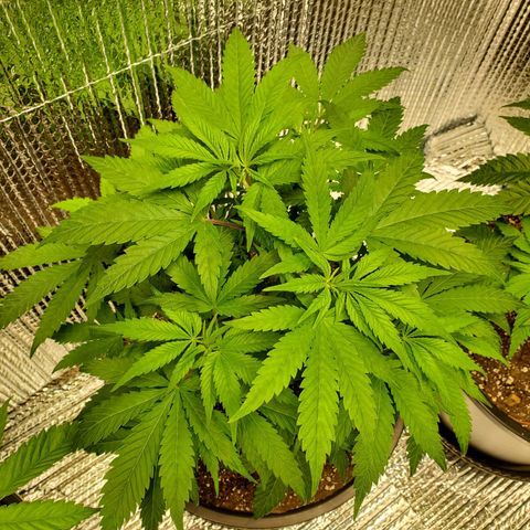 Blue Haze #1 growlog timeline photo