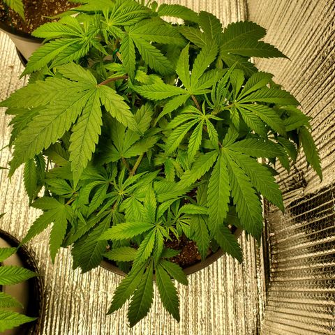 Blue Haze #1 growlog timeline photo