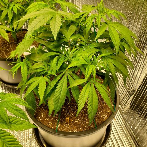 Blue Haze #1 growlog timeline photo