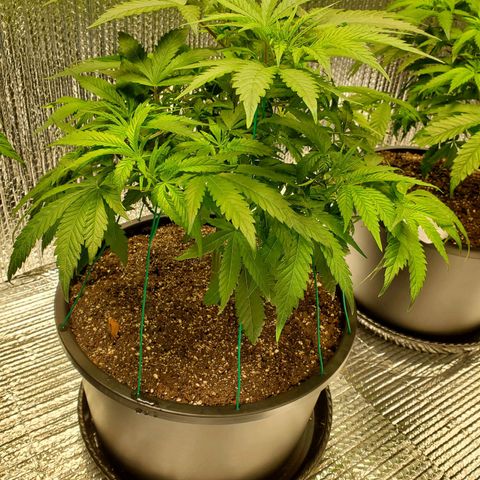 Blue Haze #1 growlog timeline photo