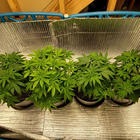 Blue Haze #1 growlog timeline photo