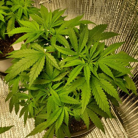 Blue Haze #1 growlog timeline photo