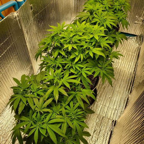 Blue Haze #1 growlog timeline photo