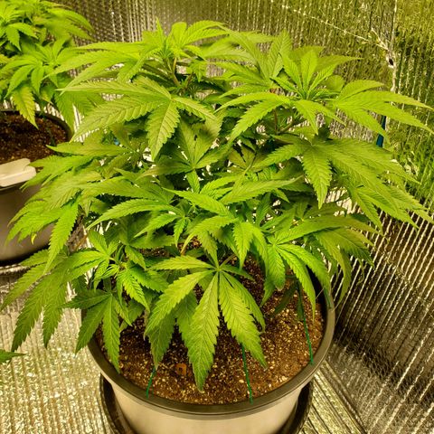 Blue Haze #1 growlog timeline photo