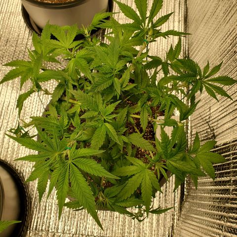 Blue Haze #1 growlog timeline photo