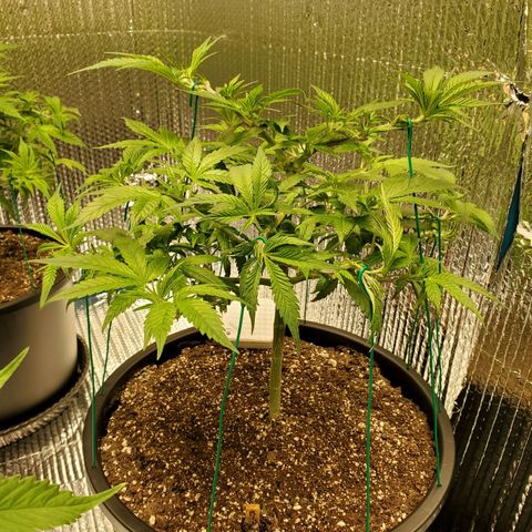 Blue Haze #1 growlog timeline photo