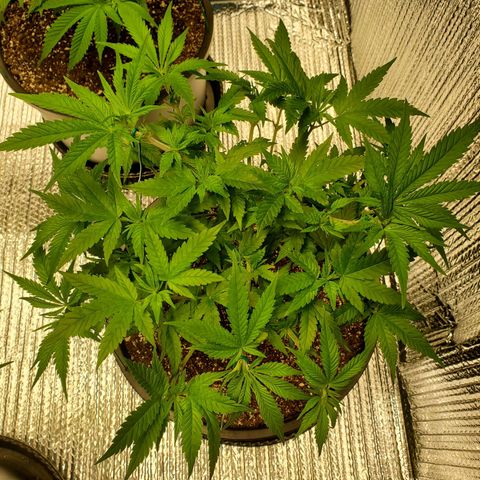 Blue Haze #1 growlog timeline photo