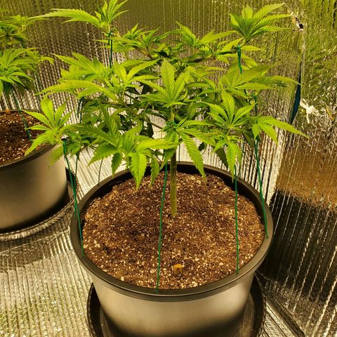 Blue Haze #1 growlog timeline photo