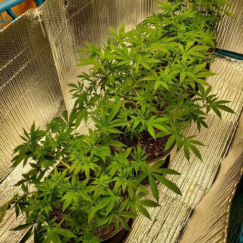 Blue Haze #1 growlog timeline photo